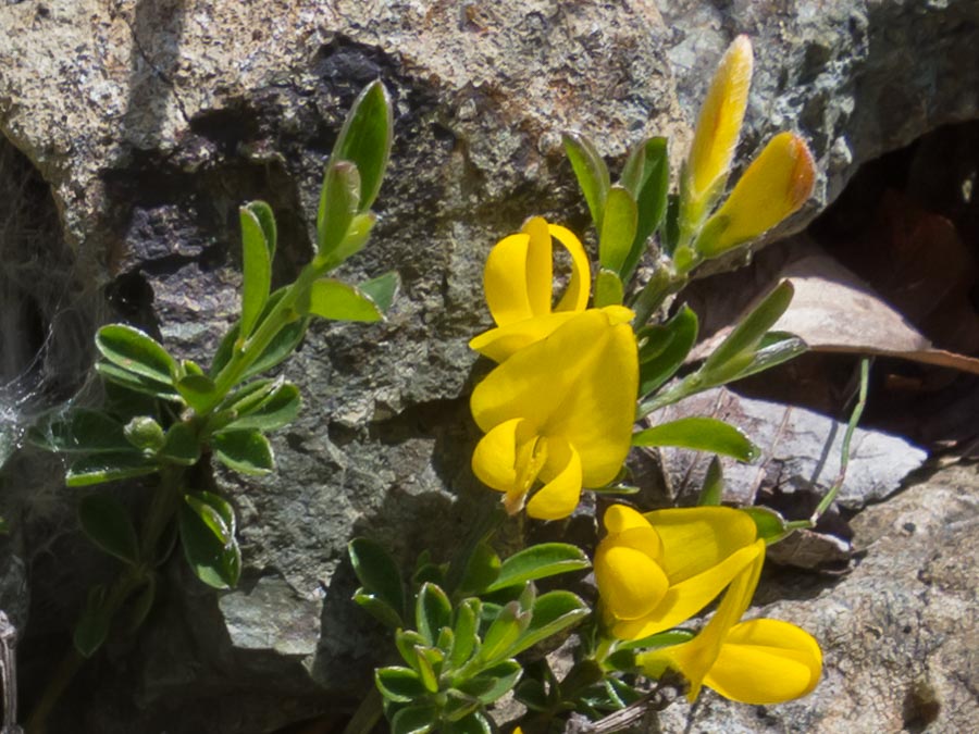 Fabacea in ofiolite - Genista pilosa